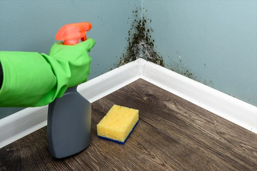 Step 6: Stop the Mold from Coming Back